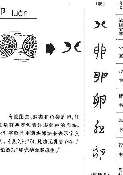卵组词语(卵怎么组词？)
