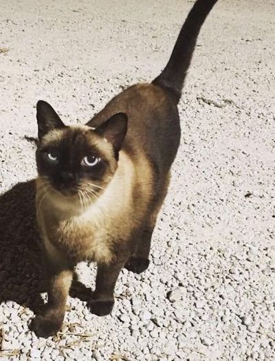 佛罗里达的猫(佛罗里达的猫脑子里面是什么？)