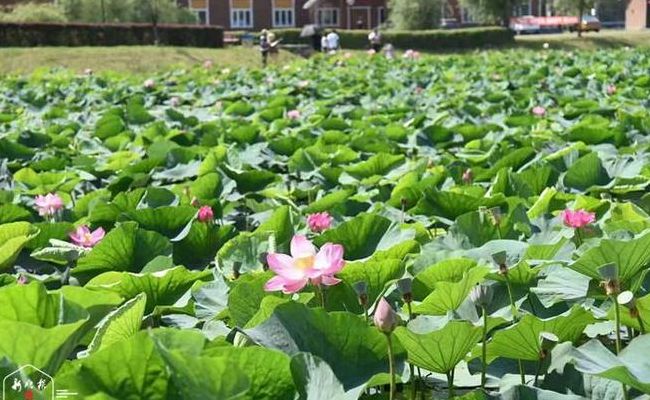 哈尔滨长岭湖开了吗(长岭湖荷花开放时间？)