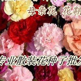 康乃馨种子怎么养(康乃馨种子怎么播种，教？)