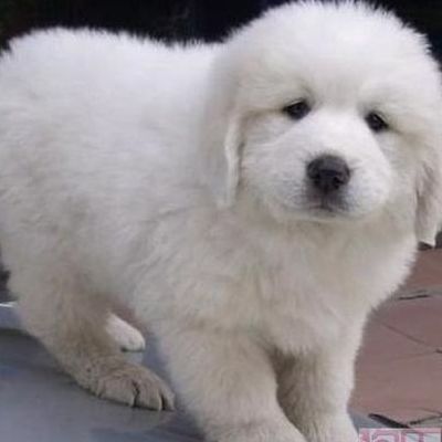 大白熊狗(大白熊幼犬和萨摩耶幼犬的区别？)
