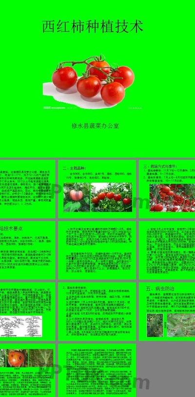 西红柿的种植方法和管理技术(番茄种植技术与时间？)