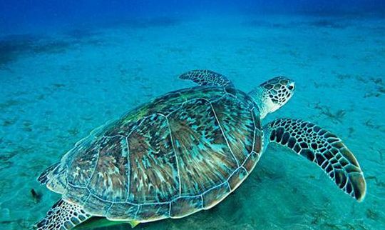会进行夏眠的海洋生物是(什么海洋动物会夏眠？)