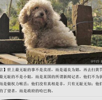 卑鄙无耻打一动物(什么动物卑鄙 无耻 胜之不武？)