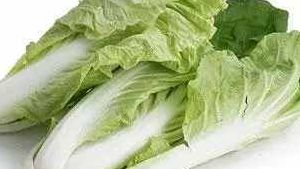 金边白菜是什么菜系（金边白菜多少钱一份）
