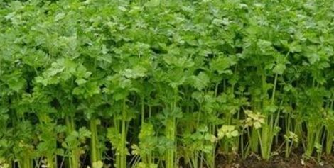 芹菜除草剂（芹菜除草剂打多了怎么办）