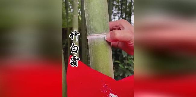 竹白霜的功效与用法（竹白霜的功效与用法百度百科）