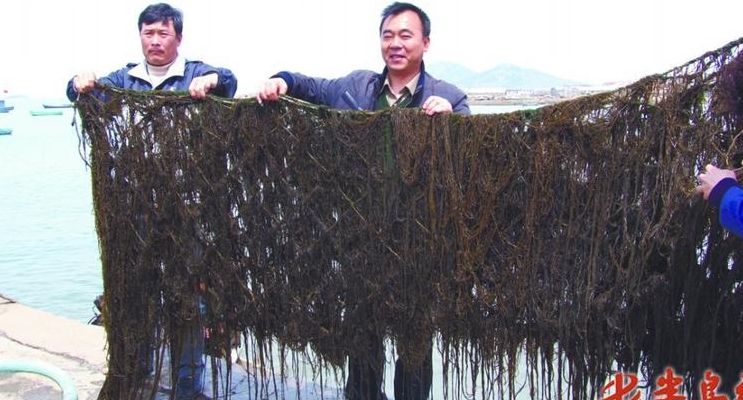 海麻线是什么(海发菜和海麻线有什么区别？)