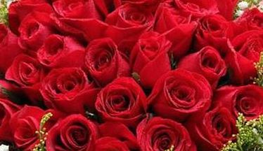 25朵玫瑰花语(25朵玫瑰代表什么？)