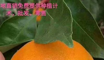 明日见柑橘苗价格（明日见柑桔品种价格）