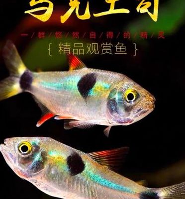 马克土司(马克土司鱼能长多大？)