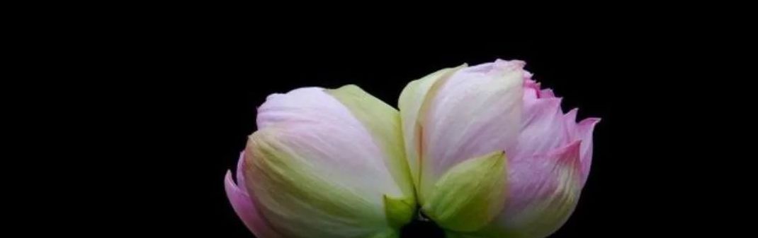 并蒂花开(并蒂花开下一句？)