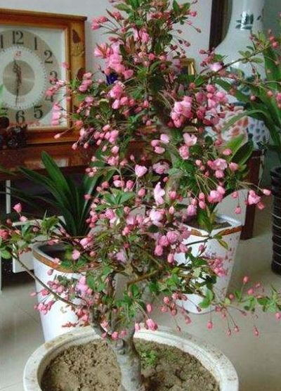 四季垂丝海棠（四季垂丝海棠怎么嫁接）