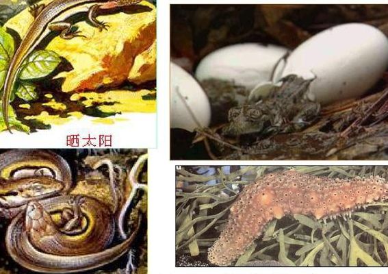 会夏眠的海洋生物(什么海洋动物会夏眠？)
