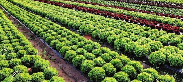 目前种植什么赚钱（种植什么赚钱快不愁卖图片）