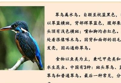 关于翠鸟的资料（关于翠鸟的资料卡怎么写）
