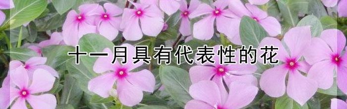 十一月开什么花（十一月开什么花儿）