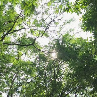 南方叶子(树叶茂密的一面为什么是南方？)