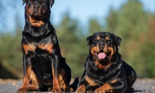 最好的护卫犬(三大护卫犬哪个最好养？)