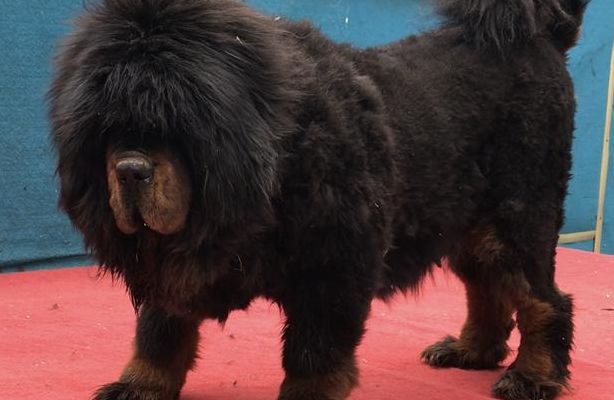 中国藏獒(藏獒是哪个国家的？)