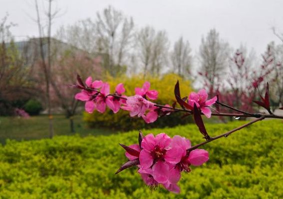 又是一年春来到(又是一年春来到．下一句是什么？)