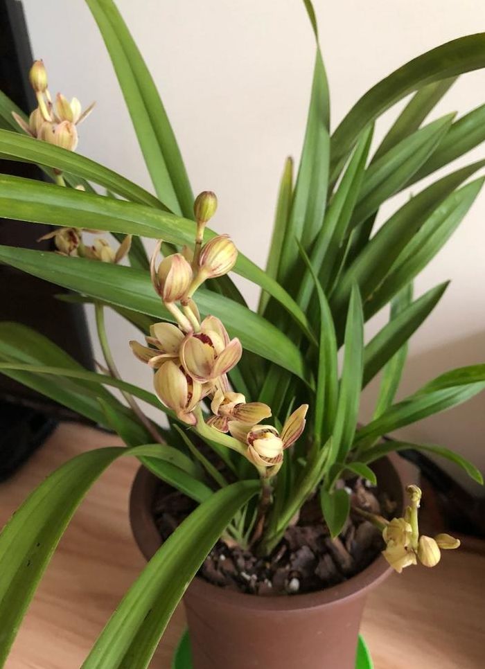 兰花几月开（兰花几月开花哪个季节）