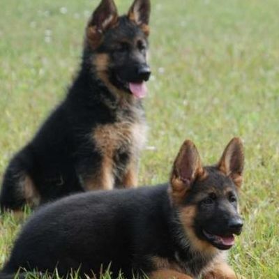 民间德牧(纯种德牧幼犬什么价位？)