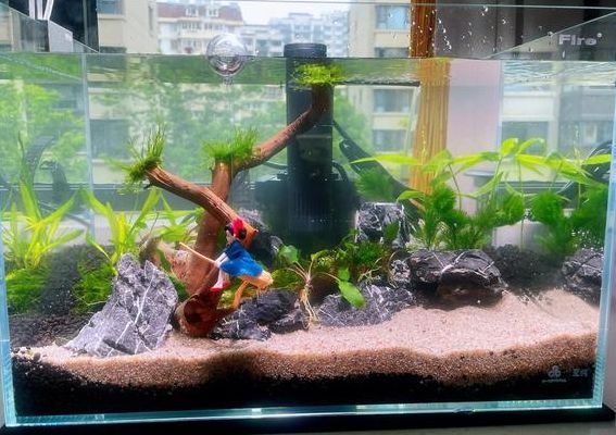 水族箱布景(鱼缸水底怎么布景？)