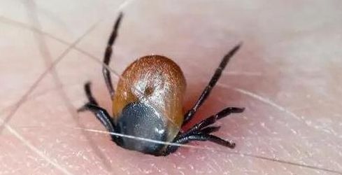 蜱虫最怕这3种东西(蜱虫最怕4个克星？)