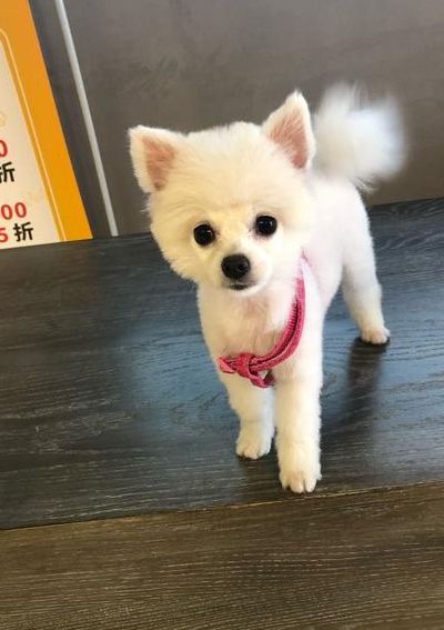 博美犬美容(博美和比熊哪个适合新手养？)