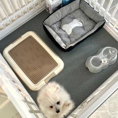 怎么让狗狗进入自己的房间（怎么让狗狗进入自己的房间门口）
