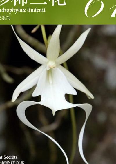 幽灵兰花图片(幽灵兰花有毒吗？)