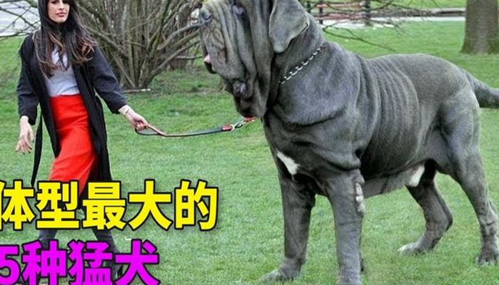 世界最大的狗(世界上最大的犬是什么？)