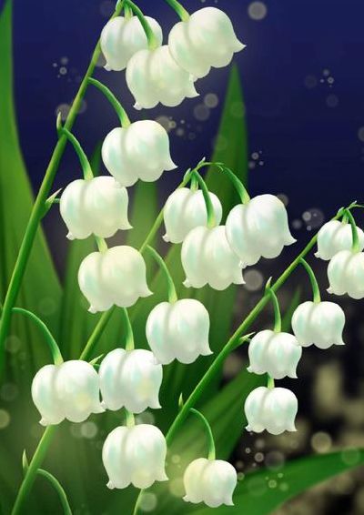 铃兰花图片(铃兰毒性有多大？)