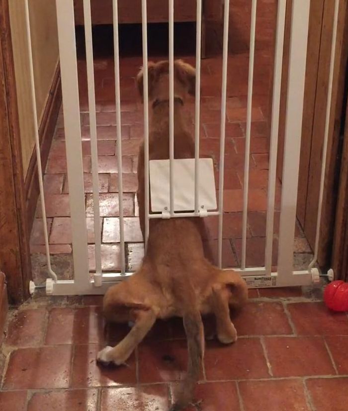 被自己家的狗狗锁住了（被自己家的狗狗锁住了会怎么样）