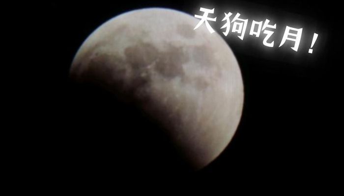 天狗吃月亮(小狗啃木头吃了又吐了出来是怎么回事？)