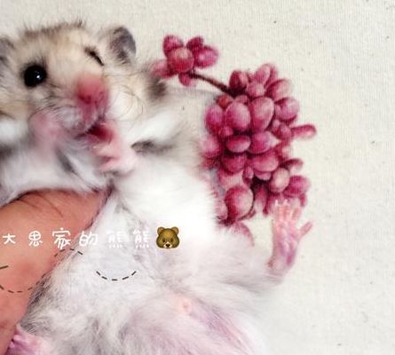 西施熊图片(为什么西施熊那么贵？)