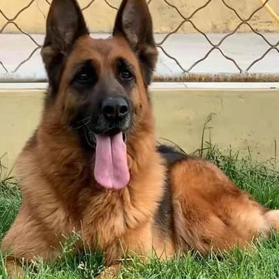 德国牧羊犬怎样训练(德国牧羊犬弓背怎么训练和喂养？)