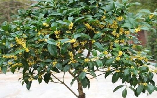 桂花移栽（桂花移栽第一年开花吗）