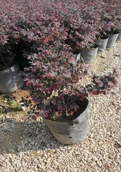 红花继木苗（红花继木苗哪里有卖）