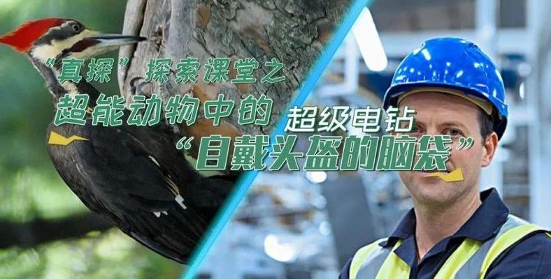 安全帽的发明受啄木鸟的启发（安全帽的发明受啄木鸟的启发吗）