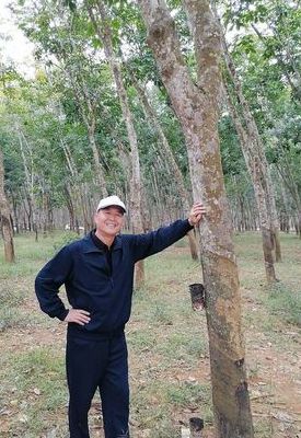 印度橡胶树（印度橡胶树的种植养护）