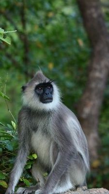 喜马拉雅山的猴子（喜马拉雅山的猴子花是真的吗）