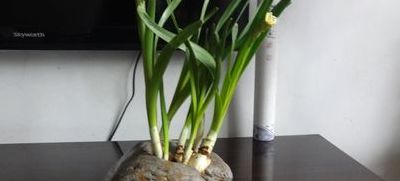 水仙花盆（水仙花盆还可以种什么花）