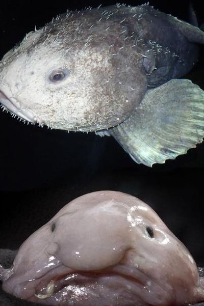 深海鱼都有哪些（深海鱼都有哪些鱼）