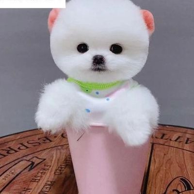 茶杯犬哪里有卖（茶杯犬价格多少钱一只）