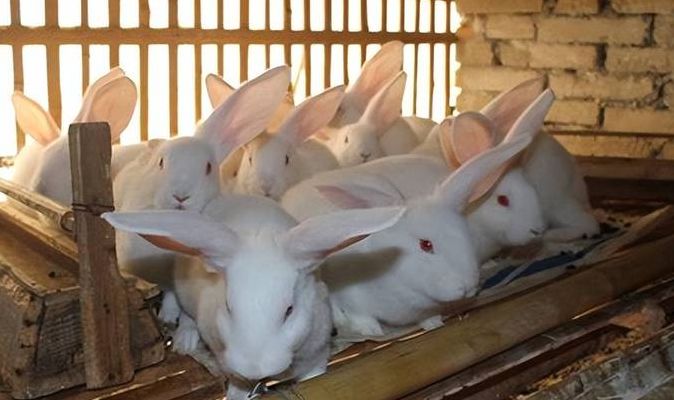 宠物兔养殖（宠物兔养殖视频）