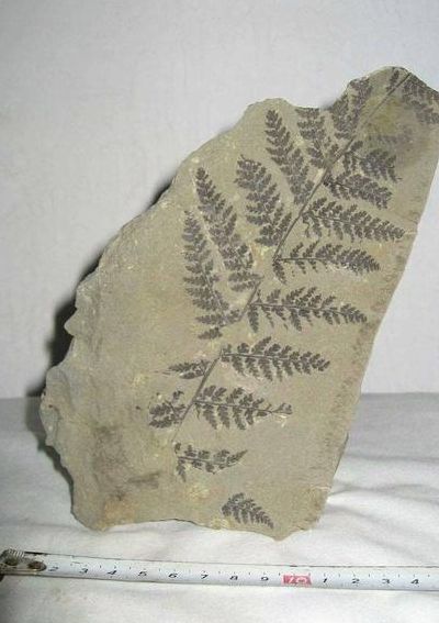 植物活化石有哪些（植物活化石有哪些植物属于植物）