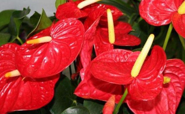 火鹤花花语（火鹤花花语寓意）