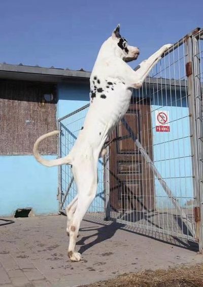 大丹犬介绍（大丹犬简介）